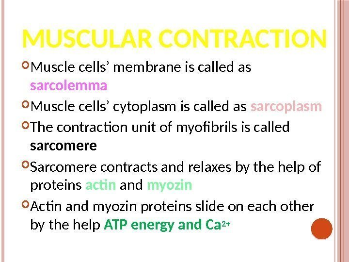 MUSCULAR CONTRACTION Muscle cells’ membrane is called as sarcolemma Muscle cells’ cytoplasm is called