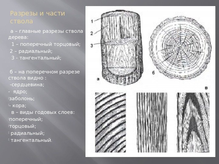 Разрезы и части ствола  а – главные разрезы ствола дерева: 1 – поперечный