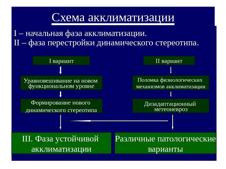   Схема акклиматизации I – начальная фаза акклиматизации. II – фаза перестройки динамического