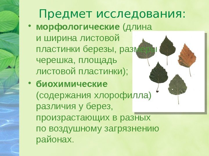 Предмет исследования:  • морфологические (длина и ширина листовой пластинки березы, размеры черешка, площадь