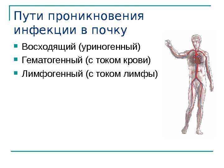 Пути проникновения инфекции в почку Восходящий (уриногенный) Гематогенный (с током крови) Лимфогенный (с током