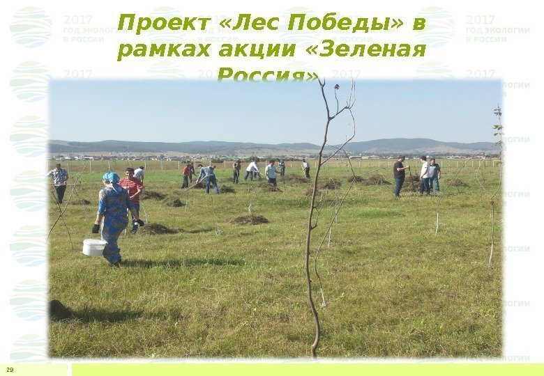 Проект «Лес Победы» в рамках акции «Зеленая Россия»  29 