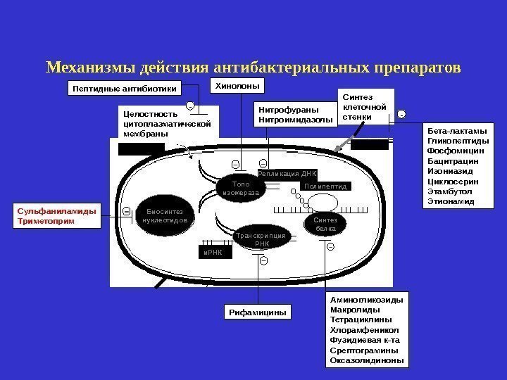 Механизмы действия антибактериальных препаратов Целостность цитоплазматической мембраны Синтез клеточной стенки Транскрипция РНКБиосинтез нуклеотидов Синтез