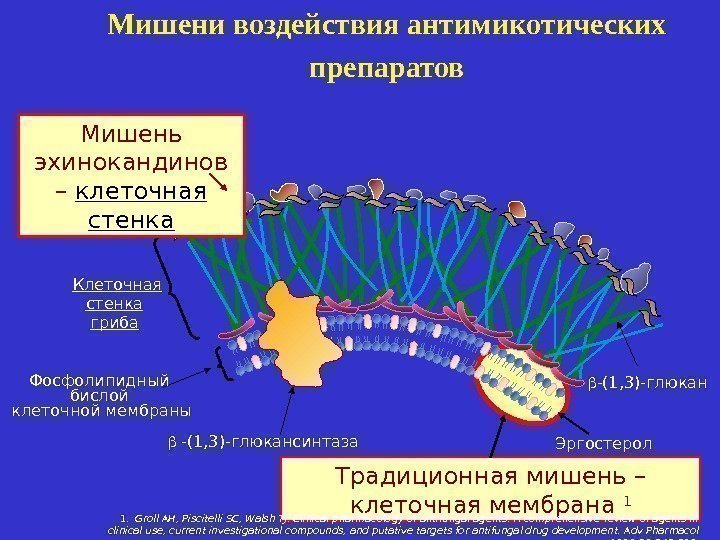  -(1, 3)- глюкан Эргостерол Традиционная мишень – клеточная мембрана 1 Мишень эхинокандинов –