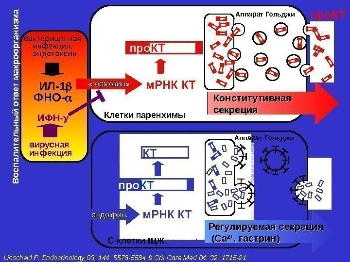 Жировая ткань Клетки паренхимы Аппарат Гольджи C -клетки щит. железыбактериальная инфекция, эндотоксин ИЛ -1