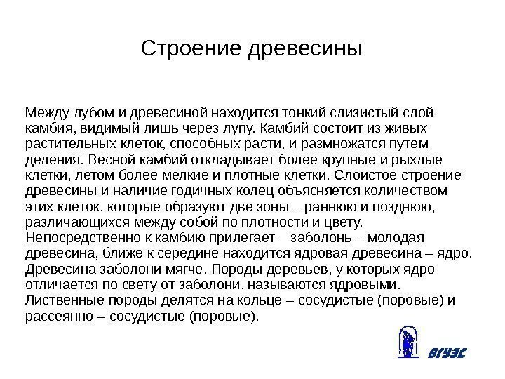 Строение древесины Между лубом и древесиной находится тонкий слизистый слой камбия, видимый лишь через