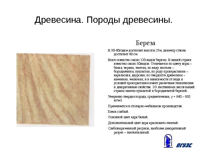 Древесина. Породы древесины.    Береза К 50 -60 годам достигает высоты 25