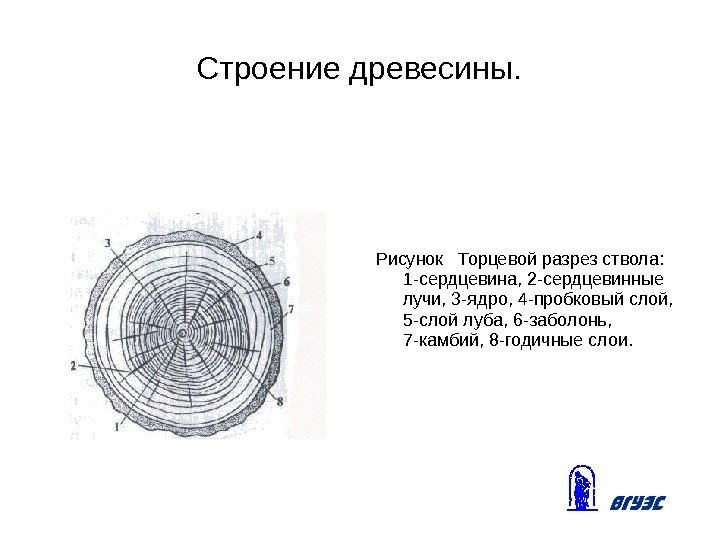 Строение древесины. Рисунок  Торцевой разрез ствола:  1 -сердцевина, 2 -сердцевинные лучи, 3