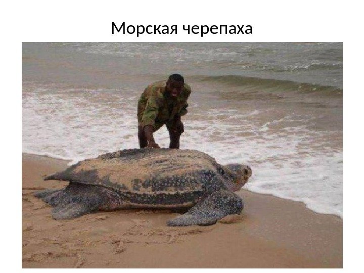 Морская черепаха 