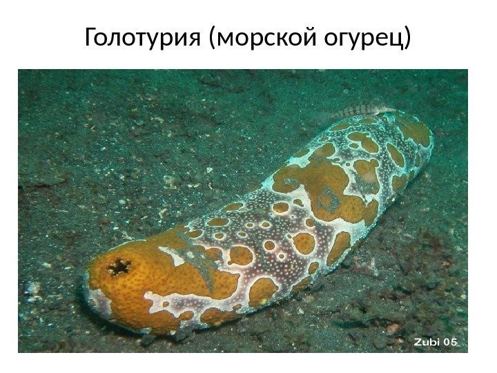 Голотурия (морской огурец) 