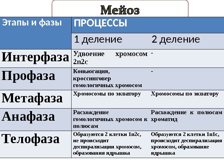 Этапы и фазы ПРОЦЕССЫ 1 деление 2 деление Интерфаза Удвоение хромосом 2 n 2