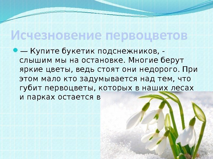 Исчезновение первоцветов — Купите букетик подснежников, - слышим мы на остановке. Многие берут яркие