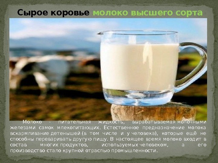 Сырое коровье молоко высшего сорта Молоко - питательная жидкость,  вырабатываемаямолочными железами самок млекопитающих.