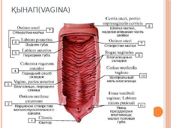 ҚЫНАП(VAGINA) 