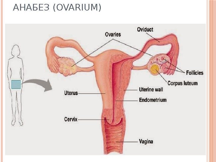 АНАБЕЗ (OVARIUM) 