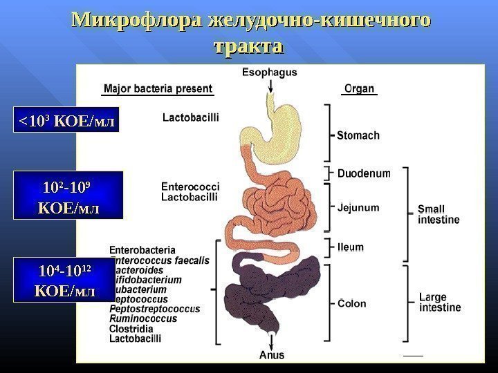  10 3  КОЕ / мл 10 2 -10 9  КОЕ /