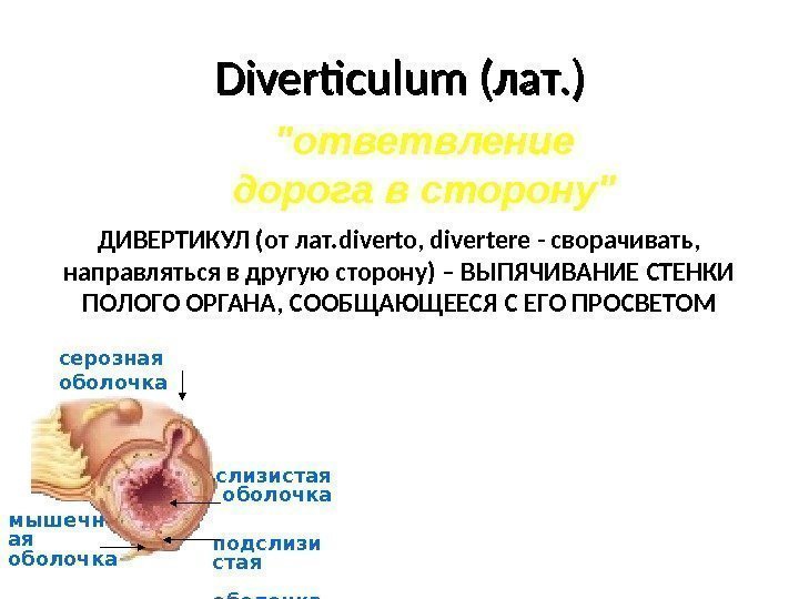 Diverticulum (лат. ) ответвление дорога в сторону ДИВЕРТИКУЛ (от лат. diverto, divertere - сворачивать,