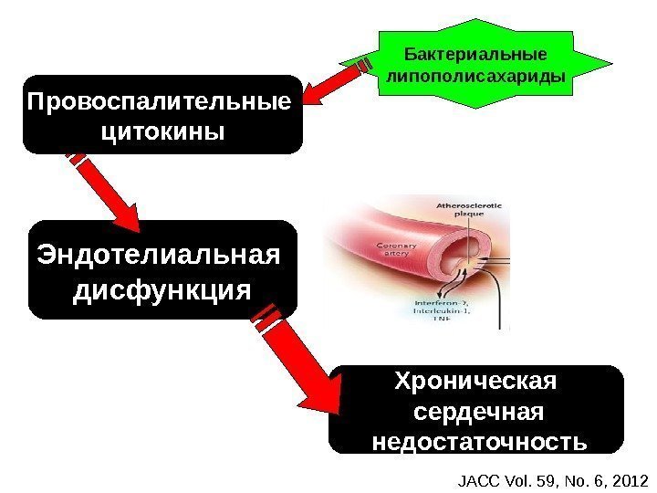   Хроническая  сердечная  недостаточность. Эндотелиальная дисфункция. Провоспалительные цитокины Бактериальные липополисахариды Провоспалительные