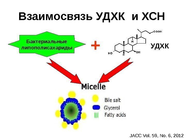   Взаимосвязь УДХК и ХСН Бактериальные липополисахариды + JACC Vol. 59, No. 6,