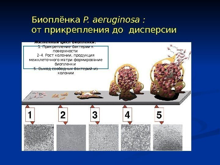 Биоплёнка P. аeruginosa : от прикрепления до дисперсии . Жизненный цикл биопленки:  1.