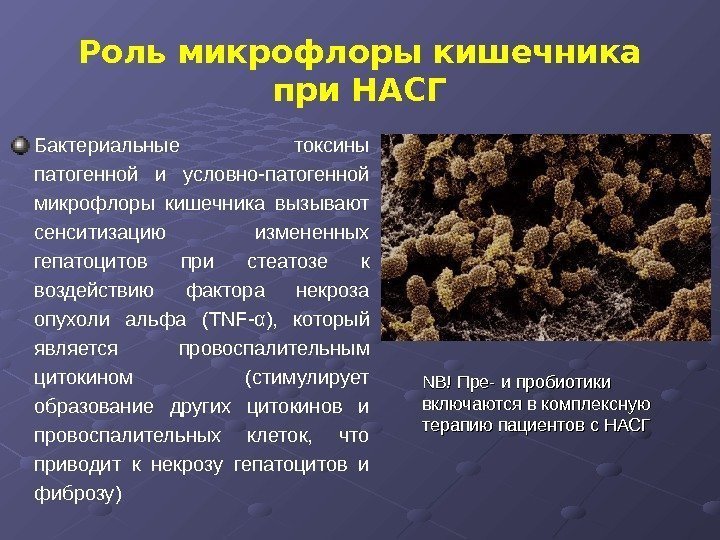 Роль микрофлоры кишечника при НАСГ Бактериальные токсины патогенной и условно-патогенной микрофлоры кишечника вызывают сенситизацию