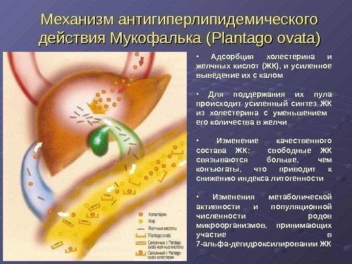 Механизм антигиперлипидемического действия Мукофалька  (( Plantago ovata )) •  Адсорбция холестерина и