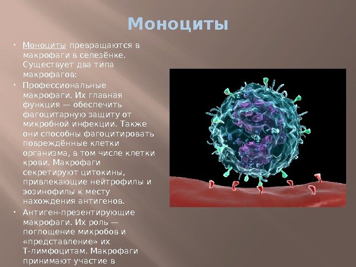 Моноциты превращаются в макрофаги в селезёнке.  Существует два типа макрофагов:  Профессиональные макрофаги.