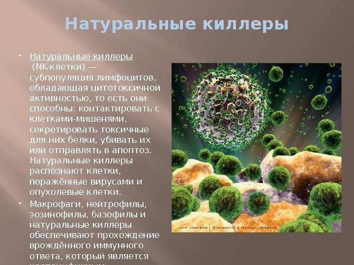Натуральные киллеры (NK-клетки)— субпопуляция лимфоцитов,  обладающая цитотоксичной активностью, то есть они способны: контактировать