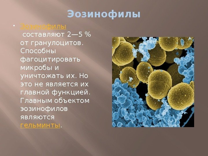 Эозинофилы составляют 2— 5 от гранулоцитов.  Способны фагоцитировать микробы и уничтожать их. Но