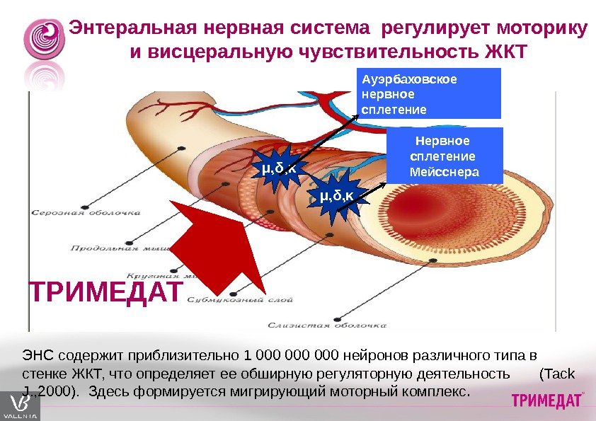 Энтеральная нервная система регулирует моторику и висцеральную чувствительность ЖКТ •  µ , δ