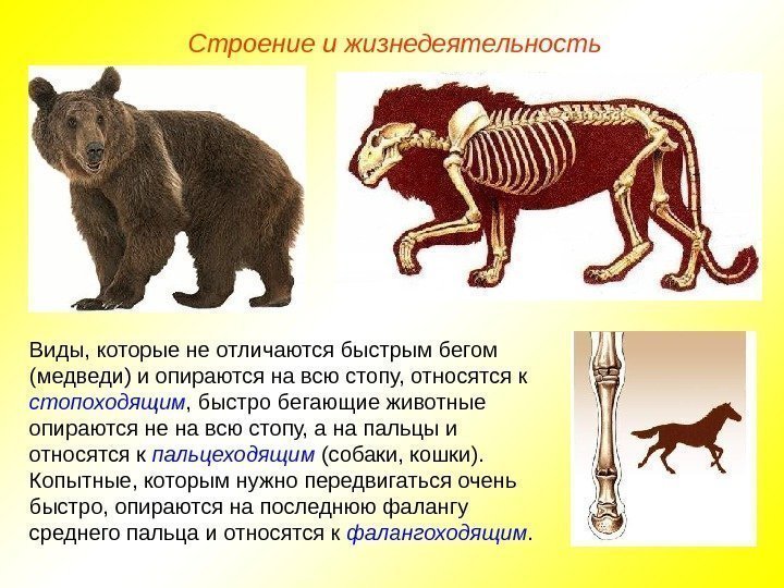   Строение и жизнедеятельность Виды, которые не отличаются быстрым бегом (медведи) и опираются