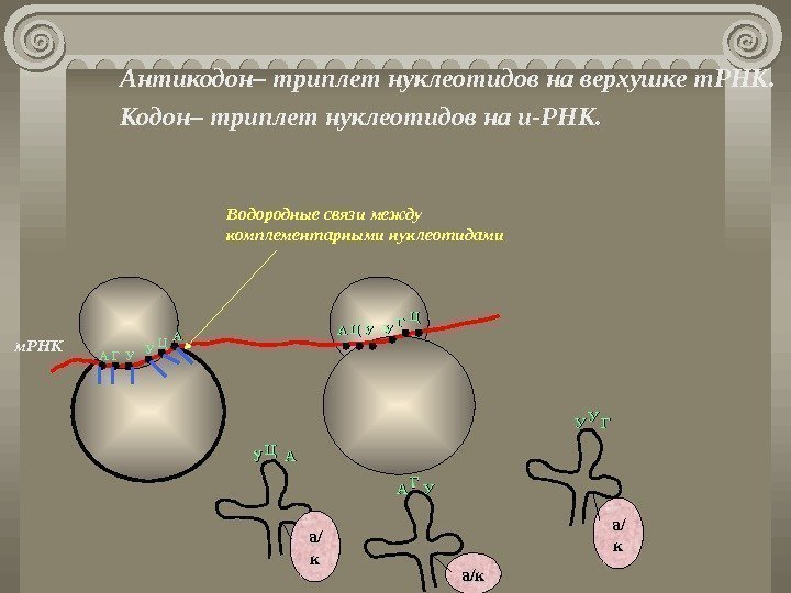 Антикодон– триплет нуклеотидов на верхушке т. РНК. Кодон– триплет нуклеотидов на и-РНК.  м.