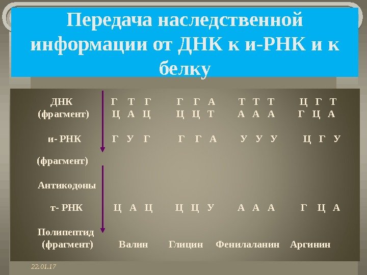 Передача наследственной информации от ДНК к и-РНК и к белку ДНК   