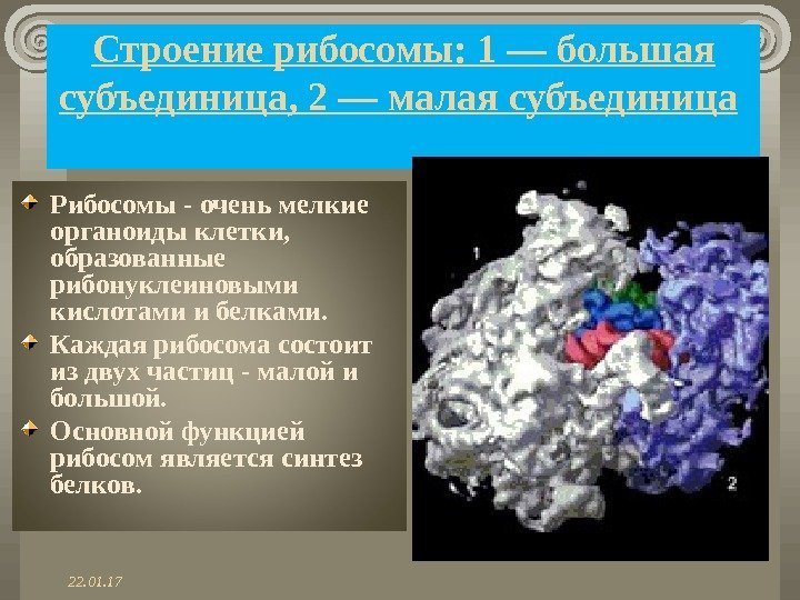  Строение рибосомы: 1 — большая субъединица, 2 — малая субъединица  Рибосомы -