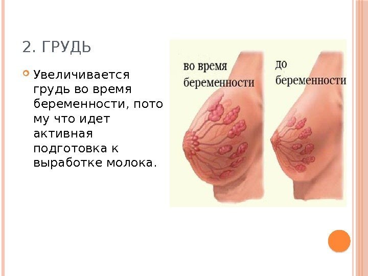 2. ГРУДЬ Увеличивается грудь во время беременности, пото му что идет активная подготовка к