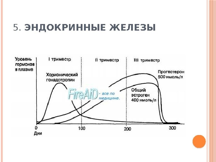 5.  ЭНДОКРИННЫЕ ЖЕЛЕЗЫ 