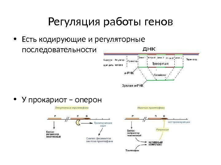 Регуляция работы генов • Есть кодирующие и регуляторные последовательности • У прокариот – оперон