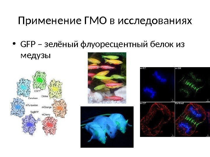 Применение ГМО в исследованиях • GFP – зелёный флуоресцентный белок из медузы 
