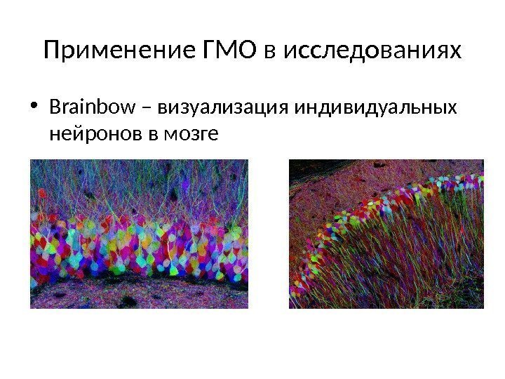 Применение ГМО в исследованиях • Brainbow – визуализация индивидуальных нейронов в мозге 