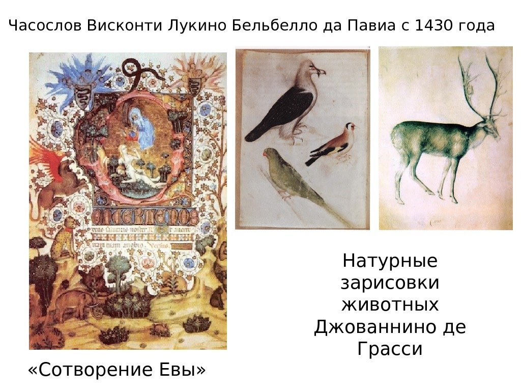 Часослов Висконти Лукино Бельбелло да Павиа с 1430 года «Сотворение Евы» Натурные зарисовки животных
