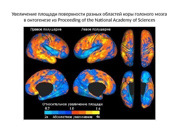 Увеличение площади поверхности разных областей коры голоного мозга в онтогенезе из Proceeding of the