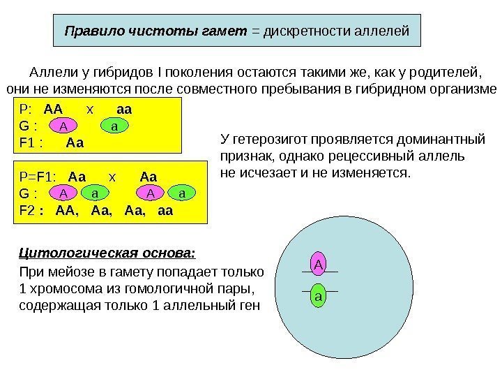 Правило чистоты гамет = дискретности аллелей Аллели у гибридов I поколения остаются такими же,