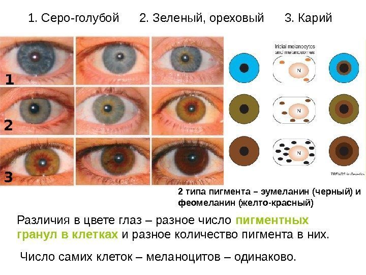 Различия в цвете глаз – разное число пигментных гранул в клетках и разное количество