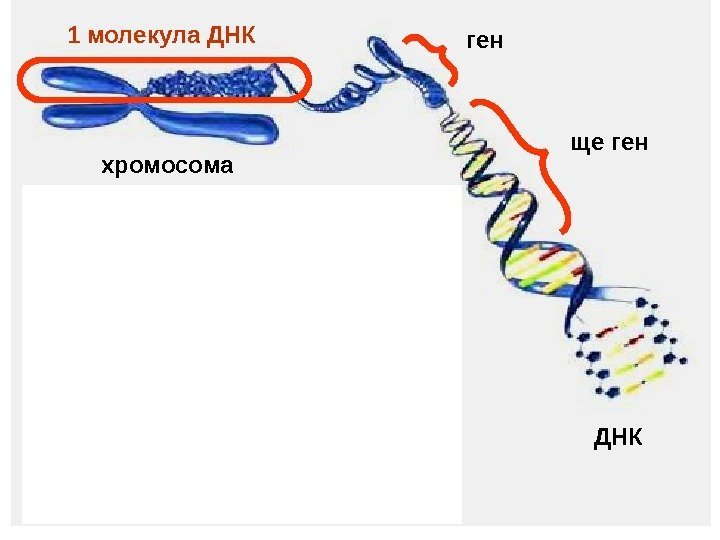 клетка хромосомы в ядре ДНКхромосома 1 молекула ДНК ген ще ген 