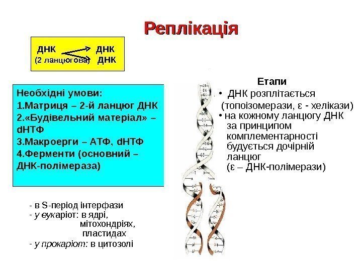 Реплікація  ДНК (2 ланцюгова)  ДНК -  в S -період інтерфази -