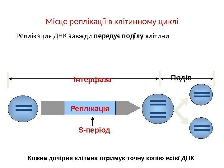 Місце реплікації в клітинному циклі Реплікация ДНК завжди передує поділу клітини Реплікація S- періодІнтерфаза