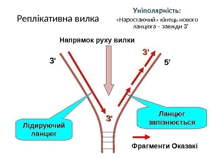 Реплікативна вилка Уніполярність:  «Наростаючий» кінець нового ланцюга – завжди 3 ' 5 '