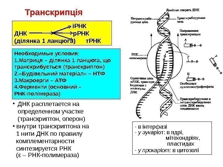 Транскрипція      іРНК ДНК      р.