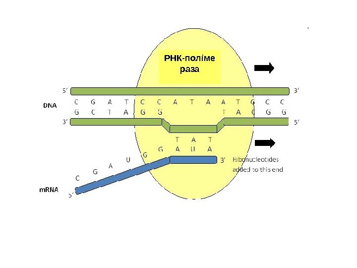РНК-поліме раза 