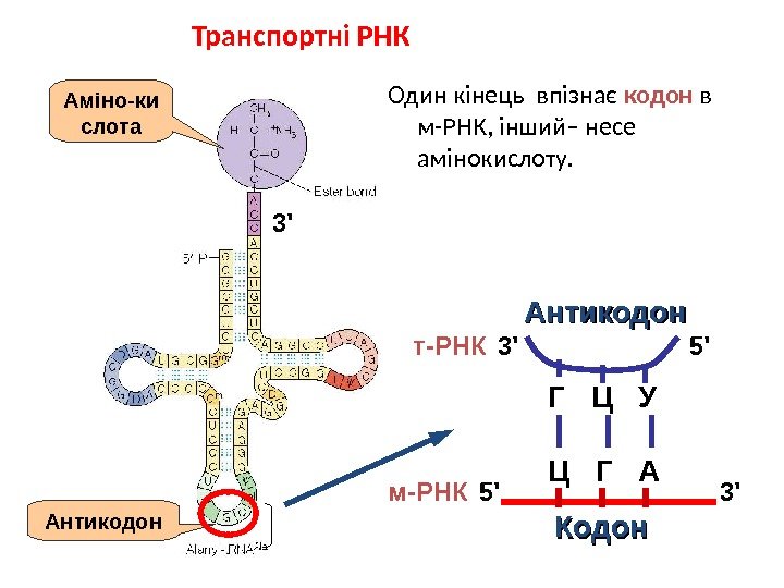 Транспортні РНК Один кінець впізнає кодон в м-РНК, інший– несе амінокислоту. 3 'Аміно-ки слота